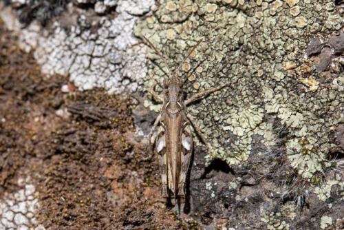Dociostaurus sp.